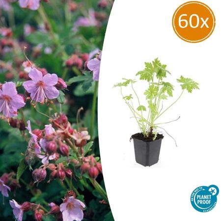 Bodendecker - Südeuropäischer Felsen-Storchschnabel - Geranium macrorrhizum - 9cm Topf - Set mit 60 Pflanzen