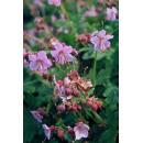 Bodendecker - Südeuropäischer Felsen-Storchschnabel - Geranium macrorrhizum - 9cm Topf - Set mit 60 Pflanzen