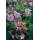 Bodendecker - Südeuropäischer Felsen-Storchschnabel - Geranium macrorrhizum - 9cm Topf - Set mit 60 Pflanzen
