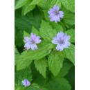 Ground cover - Storks-bill - Geranium nodosum - 9cm pot - Set of 6 plants