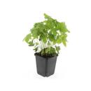 Ground cover - Storks-bill - Geranium nodosum - 9cm pot - Set of 6 plants