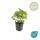 Ground cover - Storks-bill - Geranium nodosum - 9cm pot - Set of 6 plants