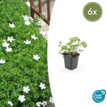 Bodendecker - Schnee-Storchschnabel - Geranium sanguineum Album - 9cm Topf - Set mit 6 Pflanzen