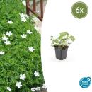 Bodendecker - Schnee-Storchschnabel - Geranium sanguineum Album - 9cm Topf - Set mit 6 Pflanzen