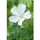 Bodendecker - Schnee-Storchschnabel - Geranium sanguineum Album - 9cm Topf - Set mit 6 Pflanzen
