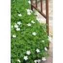Bodendecker - Schnee-Storchschnabel - Geranium sanguineum Album - 9cm Topf - Set mit 6 Pflanzen