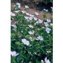 Bodendecker - Schnee-Storchschnabel - Geranium sanguineum Album - 9cm Topf - Set mit 6 Pflanzen