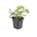 Bodendecker - Schnee-Storchschnabel - Geranium sanguineum Album - 9cm Topf - Set mit 6 Pflanzen