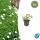 Bodendecker - Schnee-Storchschnabel - Geranium sanguineum Album - 9cm Topf - Set mit 6 Pflanzen