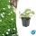 Bodendecker - Schnee-Storchschnabel - Geranium sanguineum Album - 9cm Topf - Set mit 6 Pflanzen