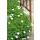 Bodendecker - Schnee-Storchschnabel - Geranium sanguineum Album - 9cm Topf - Set mit 6 Pflanzen