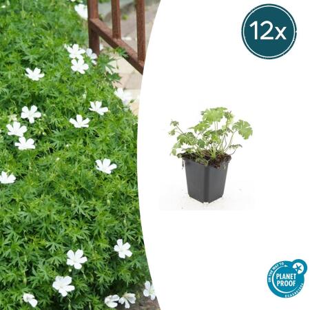 Bodendecker - Schnee-Storchschnabel - Geranium sanguineum Album - 9cm Topf - Set mit 12 Pflanzen