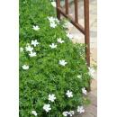 Bodendecker - Schnee-Storchschnabel - Geranium sanguineum Album - 9cm Topf - Set mit 12 Pflanzen