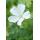 Bodendecker - Schnee-Storchschnabel - Geranium sanguineum Album - 9cm Topf - Set mit 12 Pflanzen