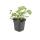 Bodendecker - Schnee-Storchschnabel - Geranium sanguineum Album - 9cm Topf - Set mit 12 Pflanzen