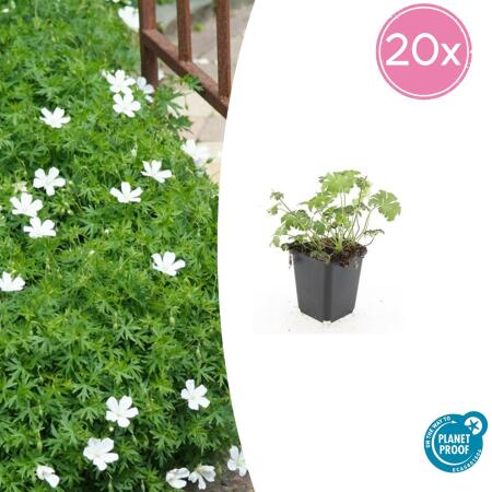 Bodendecker - Schnee-Storchschnabel - Geranium sanguineum Album - 9cm Topf - Set mit 20 Pflanzen