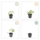 Bodendecker - Schnee-Storchschnabel - Geranium sanguineum Album - 9cm Topf - Set mit 20 Pflanzen