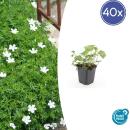 Bodendecker - Schnee-Storchschnabel - Geranium sanguineum Album - 9cm Topf - Set mit 40 Pflanzen