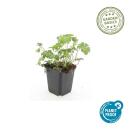 Bodendecker - Schnee-Storchschnabel - Geranium sanguineum Album - 9cm Topf - Set mit 40 Pflanzen