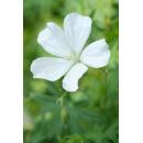 Bodendecker - Schnee-Storchschnabel - Geranium sanguineum Album - 9cm Topf - Set mit 40 Pflanzen