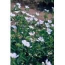 Bodendecker - Schnee-Storchschnabel - Geranium sanguineum Album - 9cm Topf - Set mit 60 Pflanzen