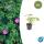Bodendecker - Blut-Storchschnabel - Geranium sanguineum Tiny Monster - 9cm Topf - Set mit 6 Pflanzen