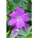 Ground cover - Blood cranesbill - Geranium sanguineum Tiny Monster - 9cm pot - Set of 12 plants