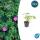 Ground cover - Blood cranesbill - Geranium sanguineum Tiny Monster - 9cm pot - Set of 12 plants