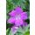 Ground cover - Blood cranesbill - Geranium sanguineum Tiny Monster - 9cm pot - Set of 12 plants