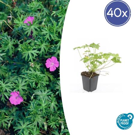 Bodendecker - Blut-Storchschnabel - Geranium sanguineum Tiny Monster - 9cm Topf - Set mit 48 Pflanzen