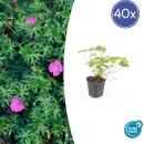 Bodendecker - Blut-Storchschnabel - Geranium sanguineum Tiny Monster - 9cm Topf - Set mit 48 Pflanzen