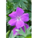 Bodendecker - Blut-Storchschnabel - Geranium sanguineum Tiny Monster - 9cm Topf - Set mit 48 Pflanzen