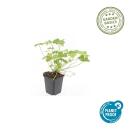 Bodendecker - Blut-Storchschnabel - Geranium sanguineum Tiny Monster - 9cm Topf - Set mit 48 Pflanzen