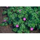 Bodendecker - Blut-Storchschnabel - Geranium sanguineum Tiny Monster - 9cm Topf - Set mit 48 Pflanzen
