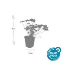 Bodendecker - Blut-Storchschnabel - Geranium sanguineum Tiny Monster - 9cm Topf - Set mit 48 Pflanzen