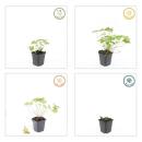 Bodendecker - Blut-Storchschnabel - Geranium sanguineum Tiny Monster - 9cm Topf - Set mit 48 Pflanzen