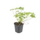 Bodendecker - Blut-Storchschnabel - Geranium sanguineum Tiny Monster - 9cm Topf - Set mit 48 Pflanzen