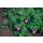 Ground cover - Blood cranesbill - Geranium sanguineum Tiny Monster - 9cm pot - Set of 40 plants