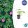 Bodendecker - Blut-Storchschnabel - Geranium sanguineum Tiny Monster - 9cm Topf - Set mit 48 Pflanzen