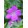 Bodendecker - Blut-Storchschnabel - Geranium sanguineum Tiny Monster - 9cm Topf - Set mit 48 Pflanzen