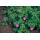 Bodendecker - Blut-Storchschnabel - Geranium sanguineum Tiny Monster - 9cm Topf - Set mit 48 Pflanzen