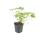 Bodendecker - Blut-Storchschnabel - Geranium sanguineum Tiny Monster - 9cm Topf - Set mit 48 Pflanzen