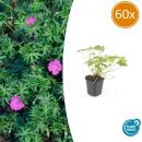 Bodendecker - Blut-Storchschnabel - Geranium sanguineum Tiny Monster - 9cm Topf - Set mit 60 Pflanzen