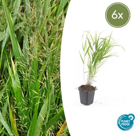 Ziergras - Japanisches Waldgras - Hakonechloa macra - 9cm Topf - Set mit 6 Pflanzen