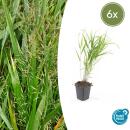 Ziergras - Japanisches Waldgras - Hakonechloa macra - 9cm Topf - Set mit 6 Pflanzen