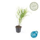 Ziergras - Japanisches Waldgras - Hakonechloa macra - 9cm Topf - Set mit 6 Pflanzen