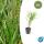 Ziergras - Japanisches Waldgras - Hakonechloa macra - 9cm Topf - Set mit 6 Pflanzen