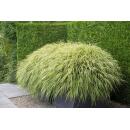 Ziergras - Japanisches Waldgras - Hakonechloa macra - 9cm Topf - Set mit 12 Pflanzen