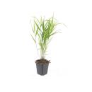 Ziergras - Japanisches Waldgras - Hakonechloa macra - 9cm Topf - Set mit 12 Pflanzen