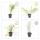 Ziergras - Japanisches Waldgras - Hakonechloa macra - 9cm Topf - Set mit 12 Pflanzen